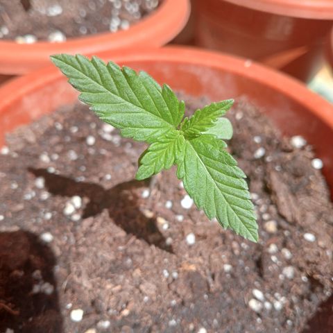 White Widow growlog timeline photo