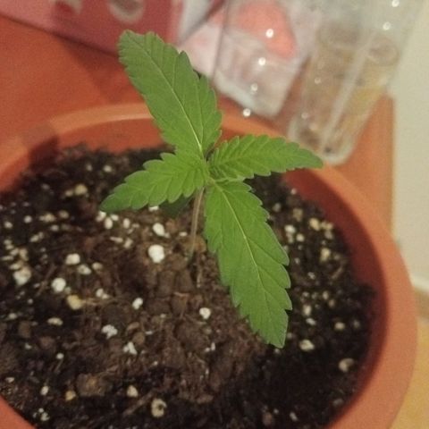 Kritikal Bilbo growlog timeline photo