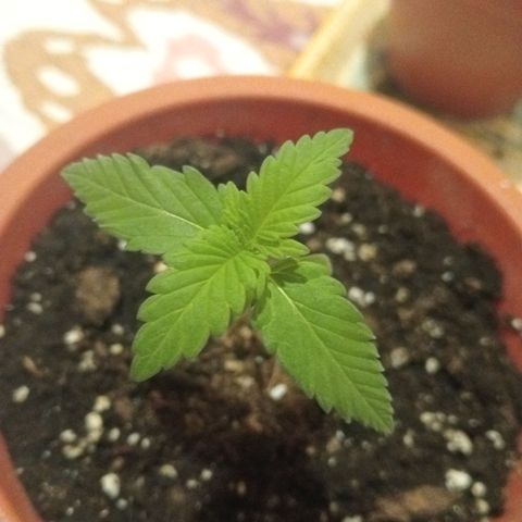White Widow growlog timeline photo