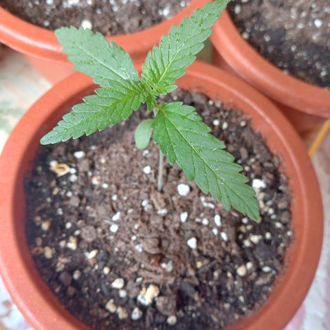 Kritikal Bilbo growlog timeline photo