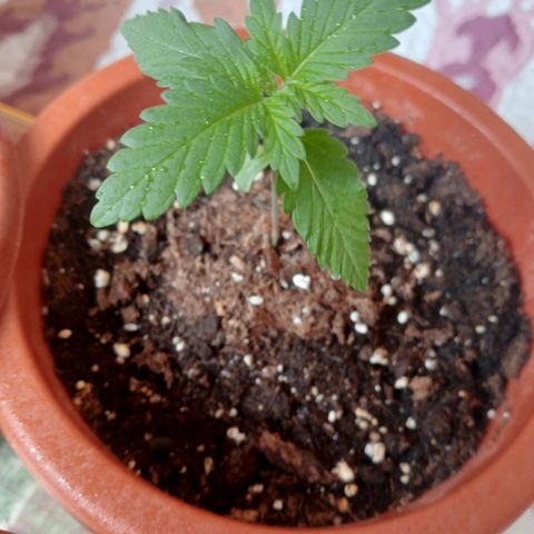 White Widow growlog timeline photo