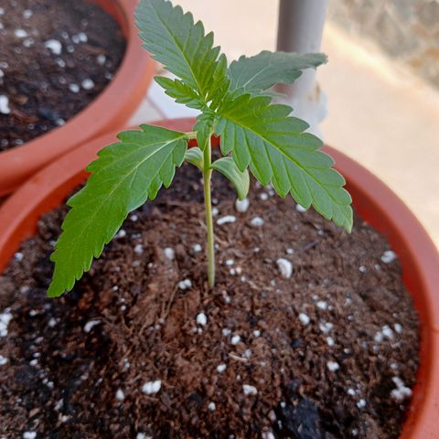 Kritikal Bilbo growlog timeline photo