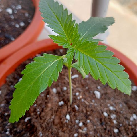Kritikal Bilbo growlog timeline photo