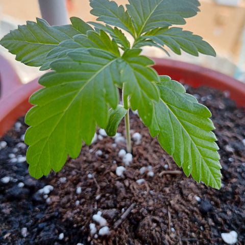 White Widow growlog timeline photo