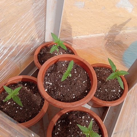 White Widow growlog photo: Cortavientos 
