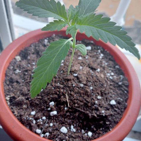 Kritikal Bilbo growlog timeline photo