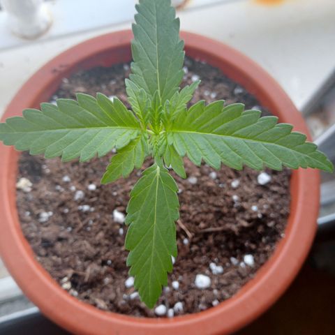 Kritikal Bilbo growlog timeline photo