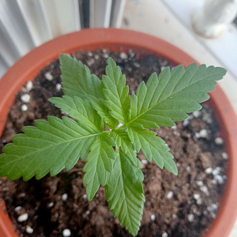 White Widow growlog timeline photo