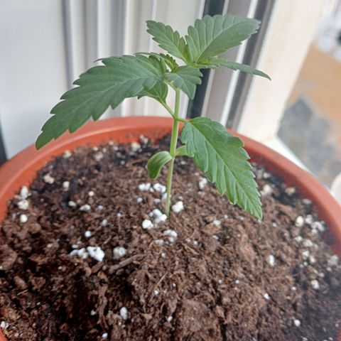 White Widow growlog timeline photo