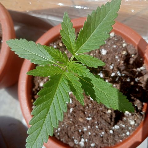 Kritikal Bilbo growlog timeline photo