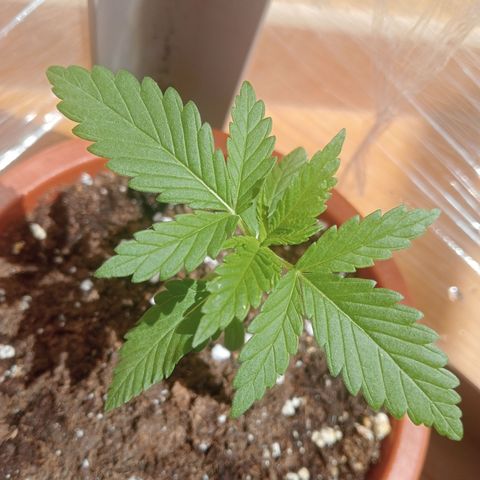 White Widow growlog timeline photo