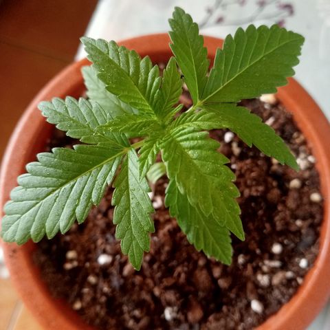 White Widow growlog timeline photo