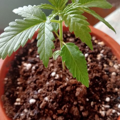 White Widow growlog timeline photo