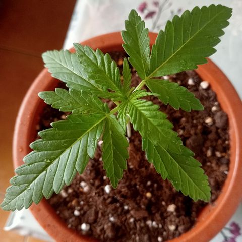 Kritikal Bilbo growlog timeline photo