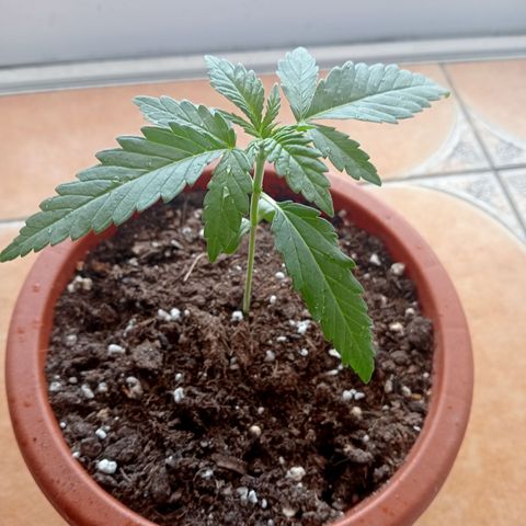 Kritikal Bilbo growlog timeline photo