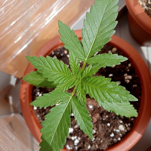 Kritikal Bilbo growlog timeline photo