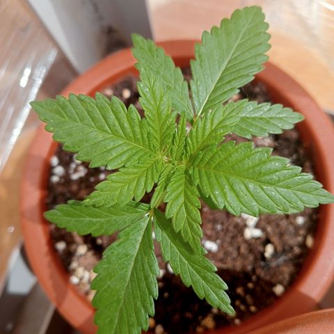White Widow growlog timeline photo