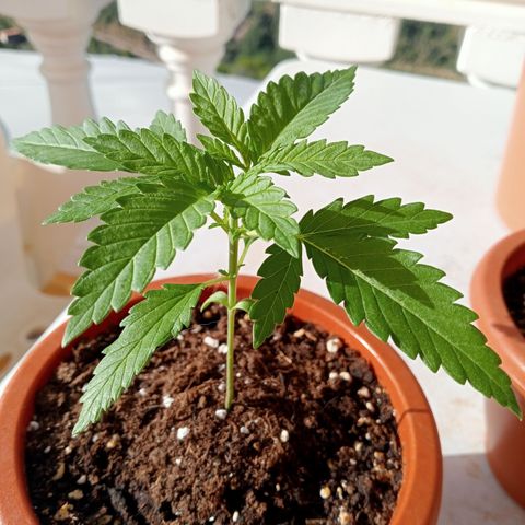 Kritikal Bilbo growlog timeline photo