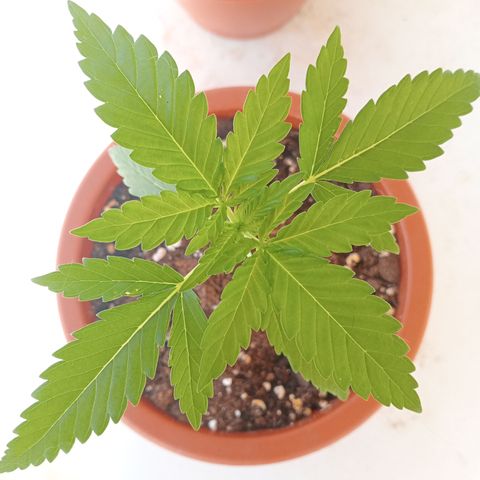 Kritikal Bilbo growlog timeline photo