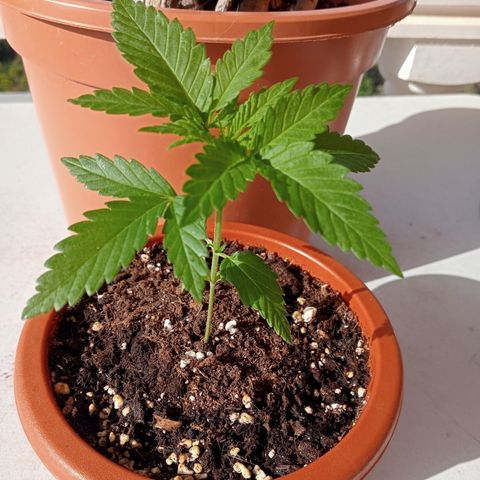 White Widow growlog timeline photo