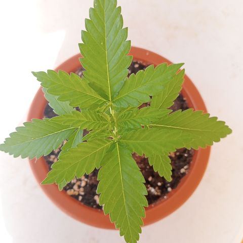 White Widow growlog timeline photo