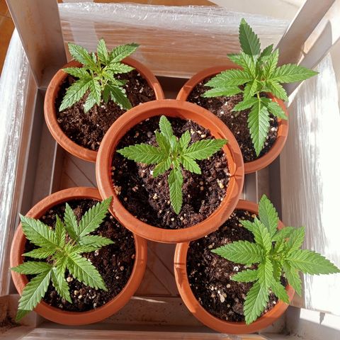 White Widow growlog timeline photo