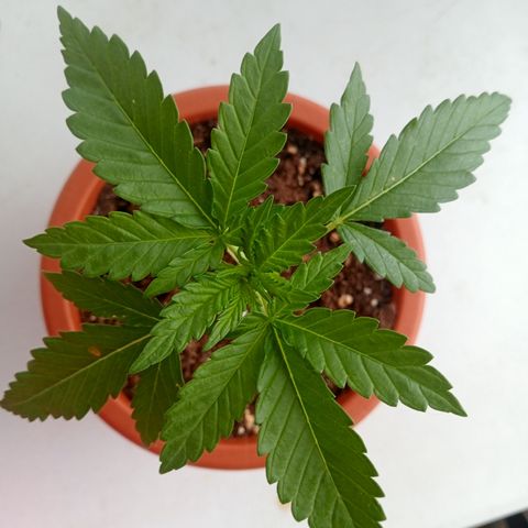 Kritikal Bilbo growlog timeline photo