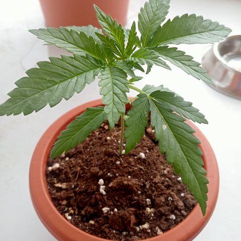 Kritikal Bilbo growlog timeline photo