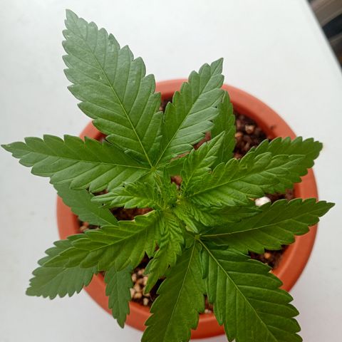 White Widow growlog timeline photo