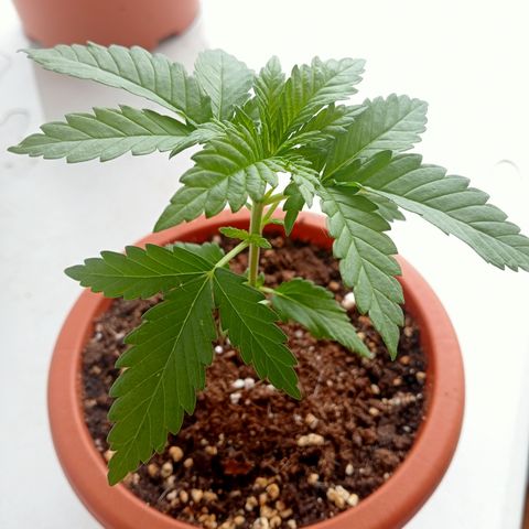 White Widow growlog timeline photo