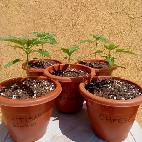 White Widow growlog timeline photo