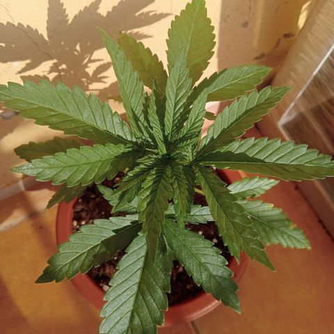 Kritikal Bilbo growlog timeline photo