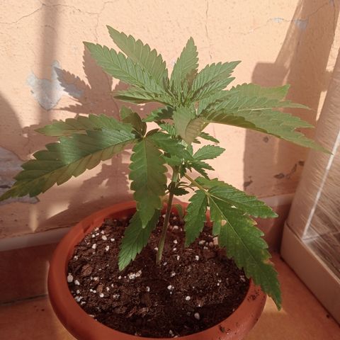 Kritikal Bilbo growlog timeline photo