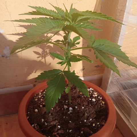 White Widow growlog timeline photo