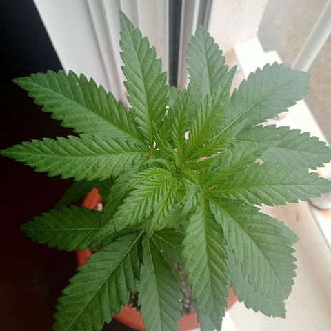 White Widow growlog timeline photo