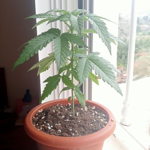 White Widow growlog timeline photo