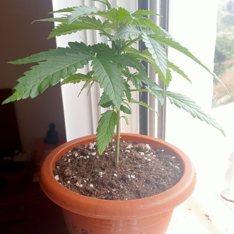 Kritikal Bilbo growlog timeline photo