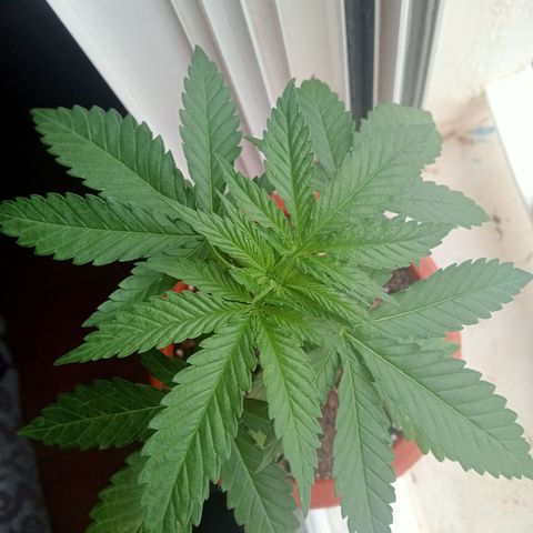 Kritikal Bilbo growlog timeline photo