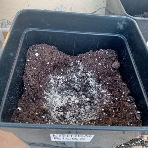 Kritikal Bilbo growlog photo: Transplante a macetas de 7L , espolvoreado con micorrizas y riego con enraizante 