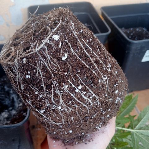 Kritikal Bilbo growlog photo: Transplante a macetas de 7L , espolvoreado con micorrizas y riego con enraizante 