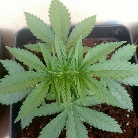 Kritikal Bilbo growlog photo: Transplante a macetas de 7L , espolvoreado con micorrizas y riego con enraizante 