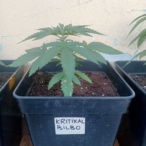 Kritikal Bilbo growlog photo: Transplante a macetas de 7L , espolvoreado con micorrizas y riego con enraizante 