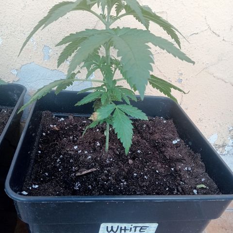 White Widow growlog timeline photo
