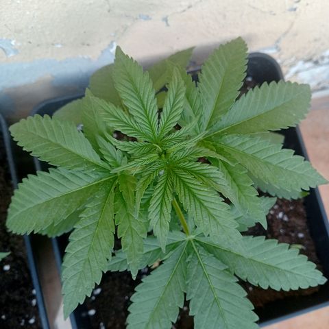 White Widow growlog timeline photo