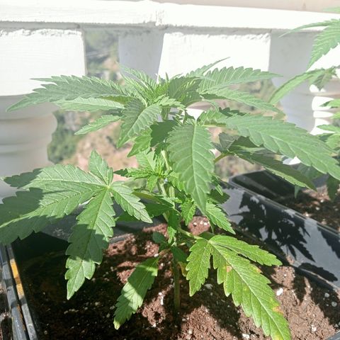 Kritikal Bilbo growlog timeline photo