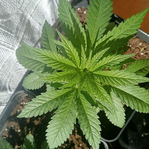 White Widow growlog timeline photo