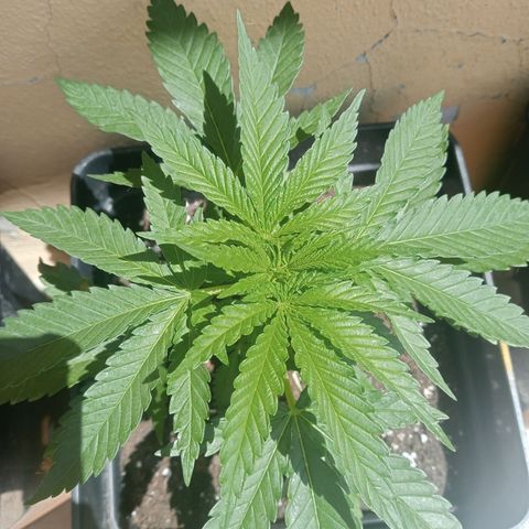 Kritikal Bilbo growlog timeline photo