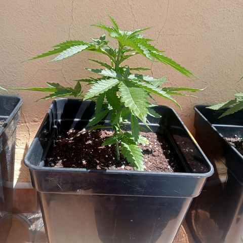 Kritikal Bilbo growlog timeline photo