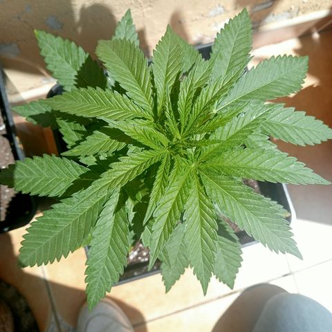 White Widow growlog timeline photo