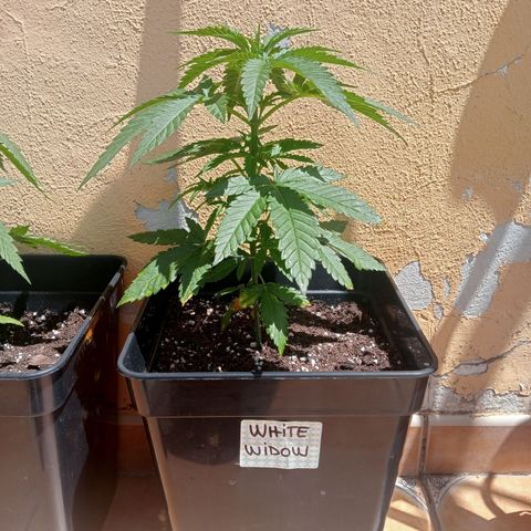 White Widow growlog timeline photo